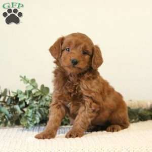 Baxter, Mini Goldendoodle Puppy